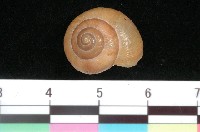 藏品(球蝸牛)的圖片